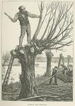 Pollarding willows