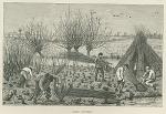 Osier cutting