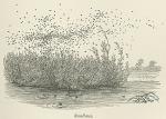 Swallows