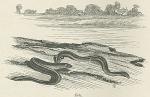 Eels